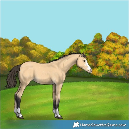 Horse Color:Buckskin 