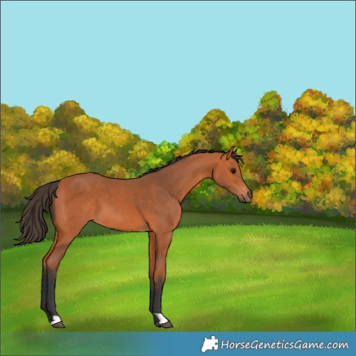 Horse Color:Bay 