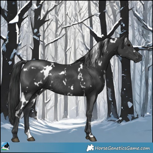 Horse Color:White Spotted Black Rabicano 