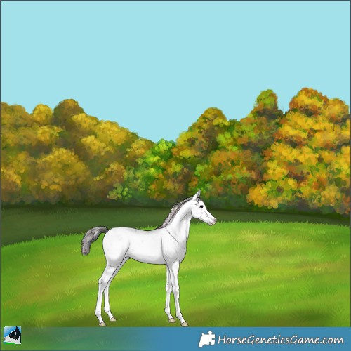 Horse Color:Nacre Black Sabino Appaloosa Rabicano 