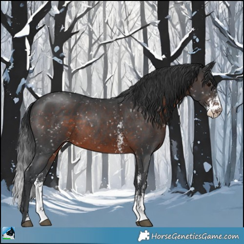 Horse Color:Brown Sabino Appaloosa Rabicano 