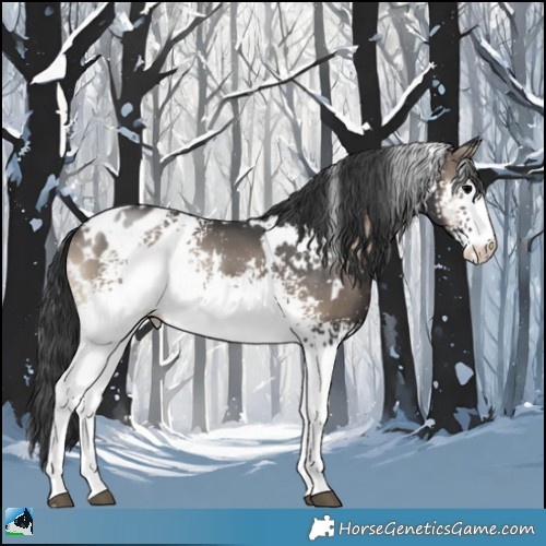Horse Color:White Spotted Blue Onyx Appaloosa Rabicano 