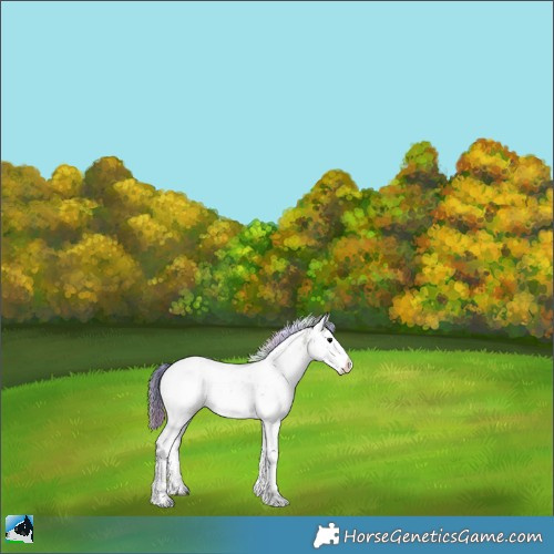 Horse Color:Nacre Buckskin Ice Onyx Sabino Rabicano 