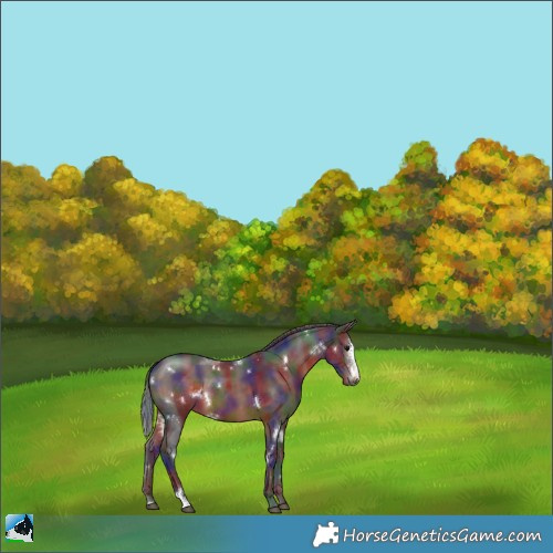 Horse Color:Nacre White Spotted Brown Sabino Rabicano 