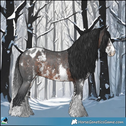 Horse Color:Brown Sabino Appaloosa Rabicano 