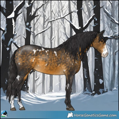 Horse Color:White Spotted Buckskin Sabino Rabicano 