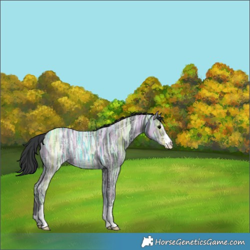 Horse Color:Black Ice Rabicano 