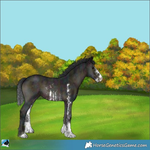 Horse Color:Midnight Brown Onyx Sabino 