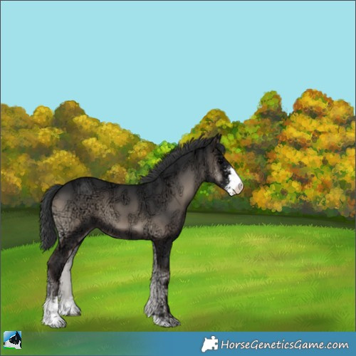 Horse Color:Blue Onyx Ice Sabino 