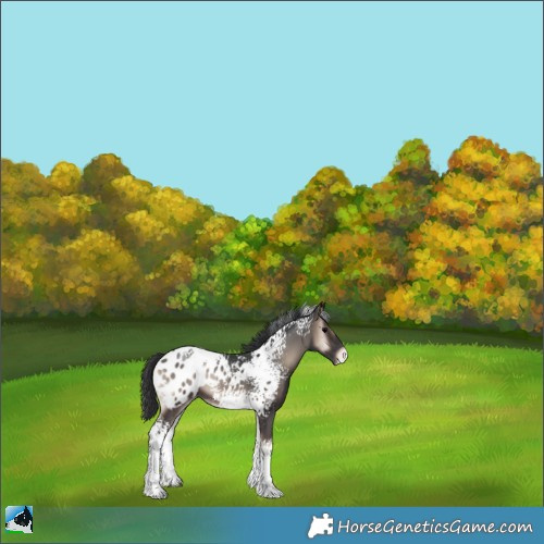 Horse Color:White Spotted Blue Onyx Appaloosa 
