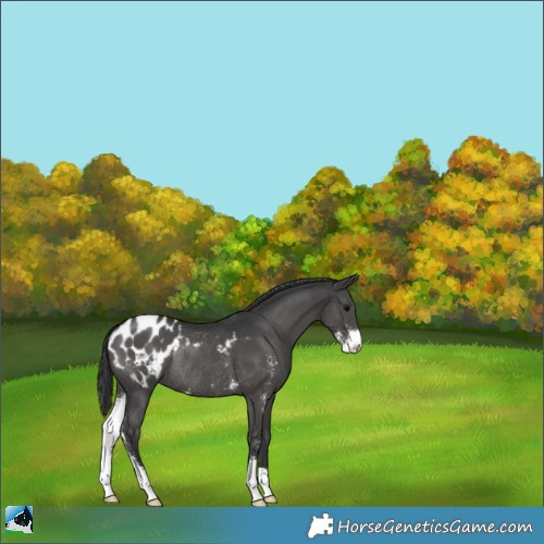Horse Color:Black Sabino Appaloosa Rabicano 
