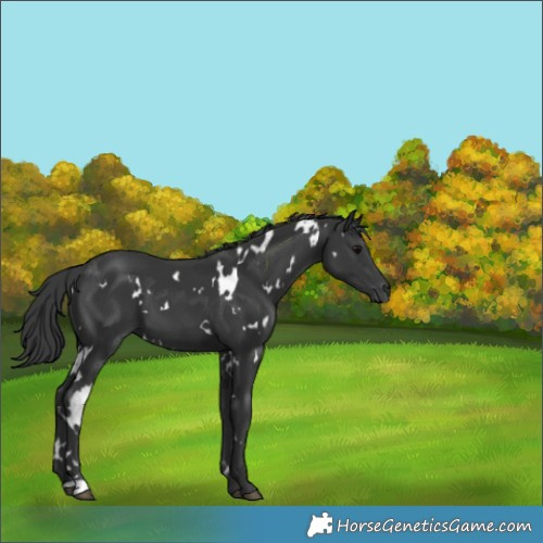 Horse Color:White Spotted Black 
