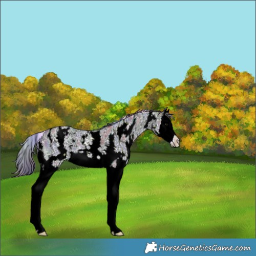 Horse Color:Nacre Black Sabino Splash Appaloosa 