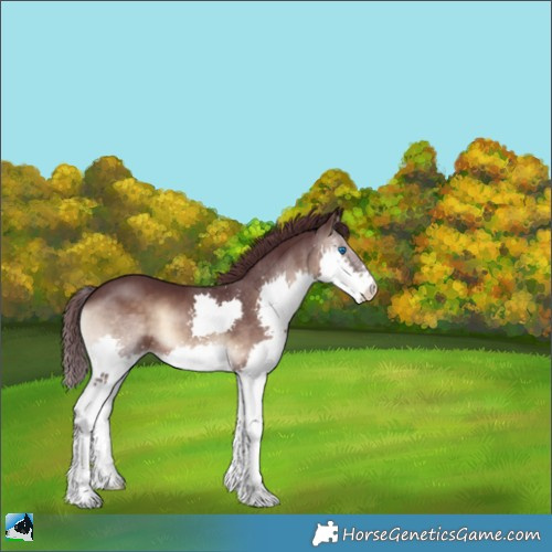 Horse Color:Chocolate Brown Onyx Splash 