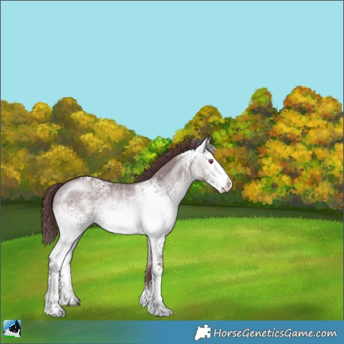 Horse Color:White Spotted Chocolate Brown Chinchilla Dun Sabino Rabicano 