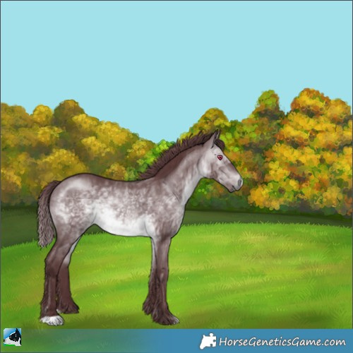Horse Color:Chocolate Brown Chinchilla Rabicano 