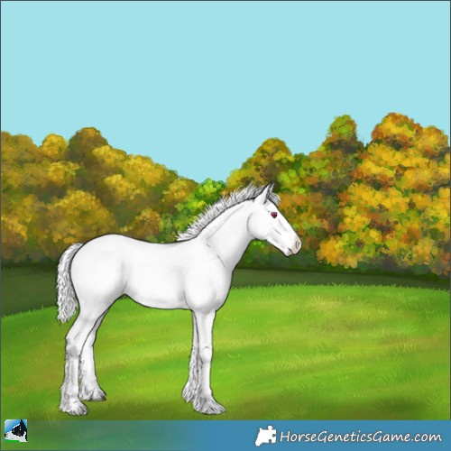 Horse Color:Liver Red Dun Chinchilla Onyx Sabino Rabicano 