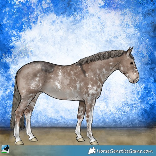 Horse Color:Liver Red Dun Mushroom Sabino Rabicano