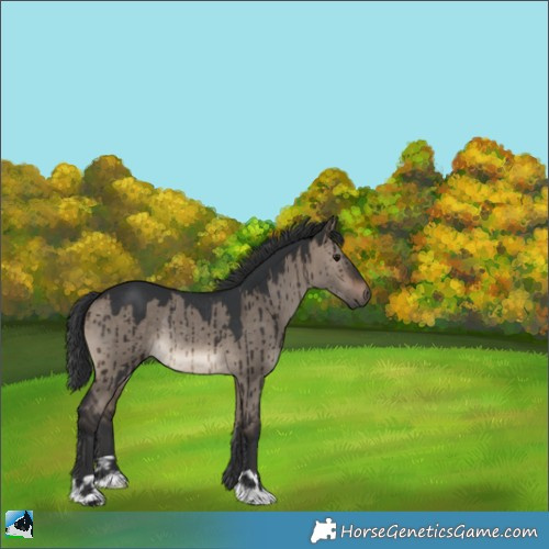 Horse Color:Brown Dun Rabicano Brindle 