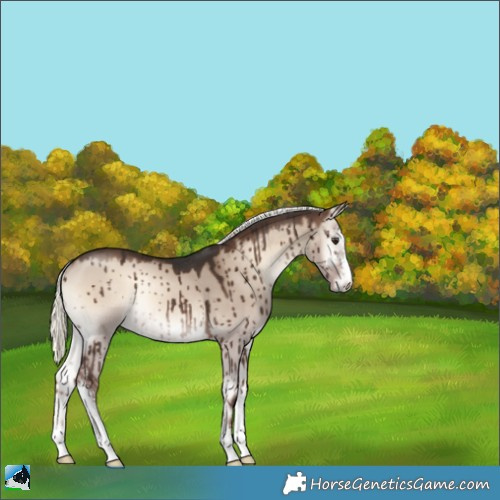 Horse Color:Liver Red Dun Onyx Mushroom Sabino Rabicano Brindle 