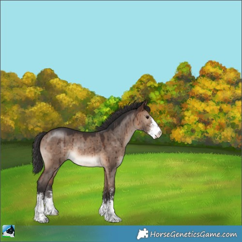 Horse Color:Brown Dun Mushroom Sabino Rabicano Brindle 