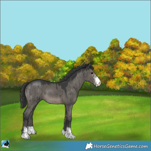Horse Color:Grullo Mushroom Sabino Brindle 
