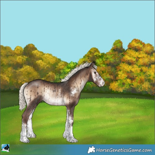 Horse Color:Liver Red Onyx Mushroom Sabino Rabicano 