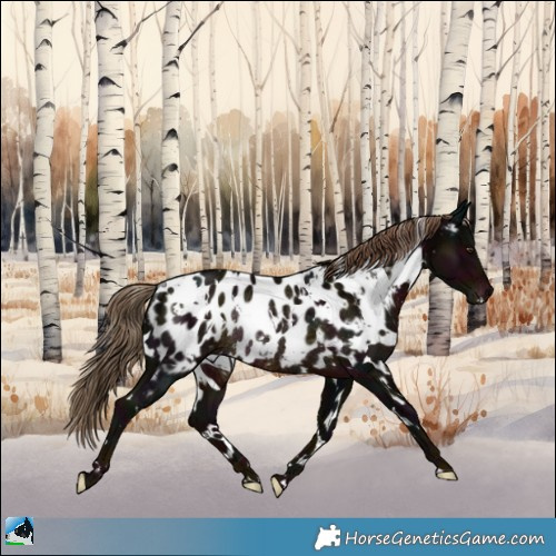 Horse Color:White Spotted Midnight Liver Chestnut Appaloosa Rabicano 