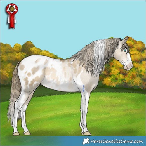 Horse Color:Black Snowdrop Splash Tobiano Appaloosa Rabicano 