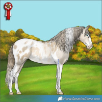 Horse Color:Black Snowdrop Splash Tobiano Appaloosa Rabicano