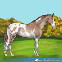 Horse Color:Black Pearl Splash Tobiano Appaloosa Rabicano 