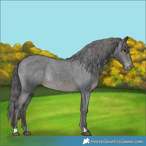 Horse Color:Black Appaloosa Rabicano 