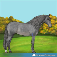 Horse Color:Black Appaloosa Rabicano 