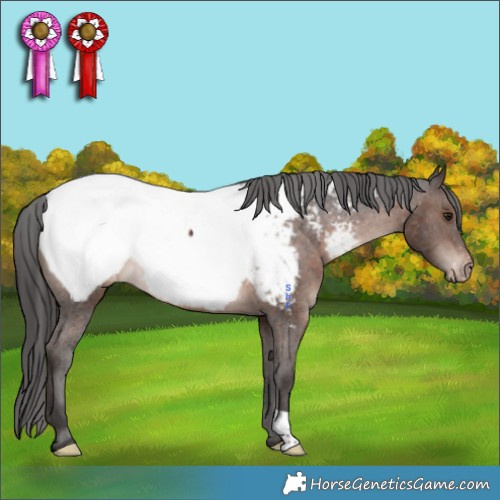 Horse Color:Brown Appaloosa Rabicano 