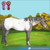 Horse Color:Brown Appaloosa Rabicano 