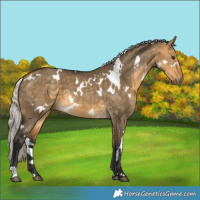 Horse Color:White Spotted Silver Buckskin Dun 