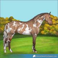 Horse Color:White Spotted Silver Bay Dun 