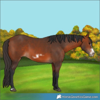 Horse Color:Bay Frame 