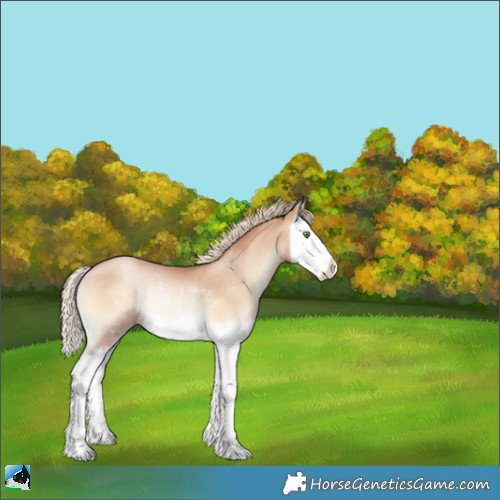 Horse Color:Gold Champagne Pearl Onyx Splash Rabicano 
