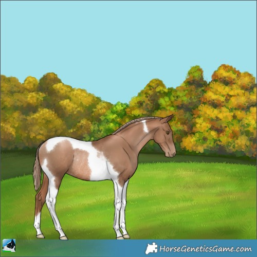 Horse Color:Liver Chestnut Pearl Tobiano Rabicano 