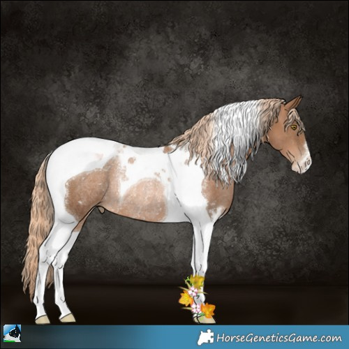 Horse Color:Liver Chestnut Pearl Tobiano Rabicano 