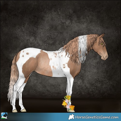 Horse Color:Liver Chestnut Pearl Tobiano Rabicano 