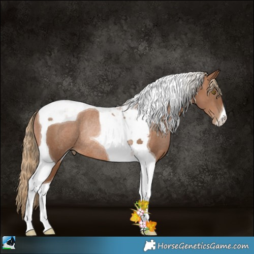 Horse Color:Liver Chestnut Pearl Tobiano Rabicano 