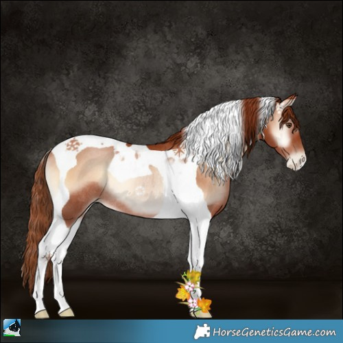 Horse Color:Bay Pearl Onyx Tobiano Rabicano 
