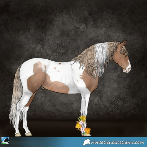 Horse Color:Liver Chestnut Pearl Tobiano Rabicano 