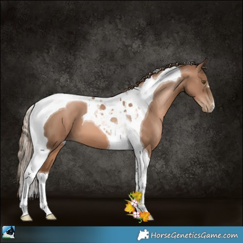 Horse Color:Liver Chestnut Pearl Tobiano