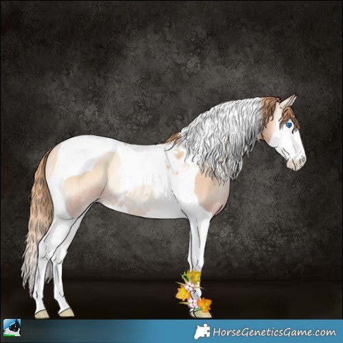 Horse Color:Gold Champagne Pearl Onyx Splash Tobiano Rabicano 