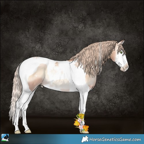 Horse Color:Gold Champagne Pearl Onyx Splash Tobiano 