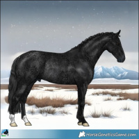 Horse Color:Black Ice Rabicano 