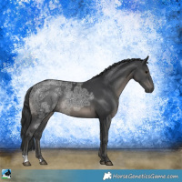 Horse Color:Black Ice Rabicano 